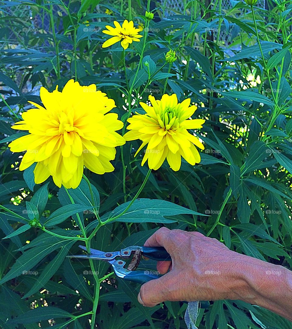 These yellow flowers grow as tall as 7-8 feet. They are very stunning and create a sunny and bright look when planted in a row and they mutiple every year. I planted them along a wired fence to give us some shade.  They are also beautiful as cut flowers in vase. 