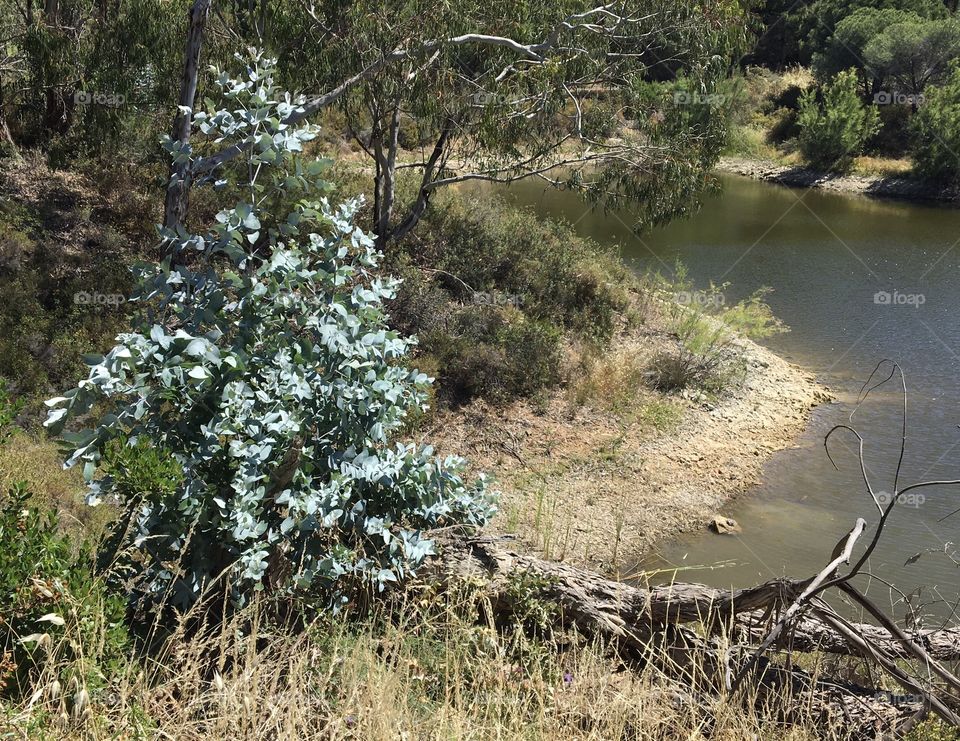 Special color for young eucalyptus tree leaves