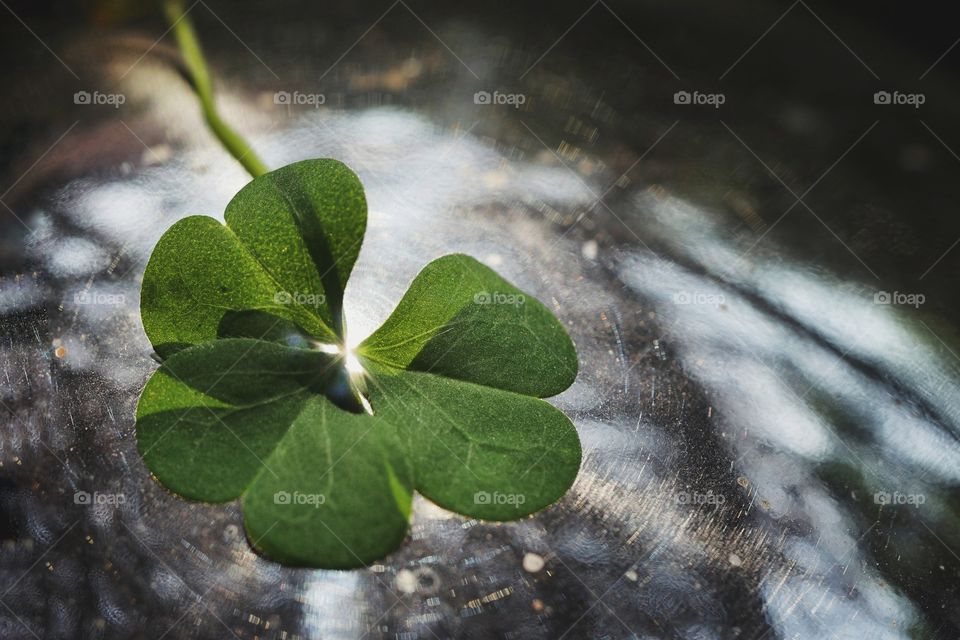 Clover leaves