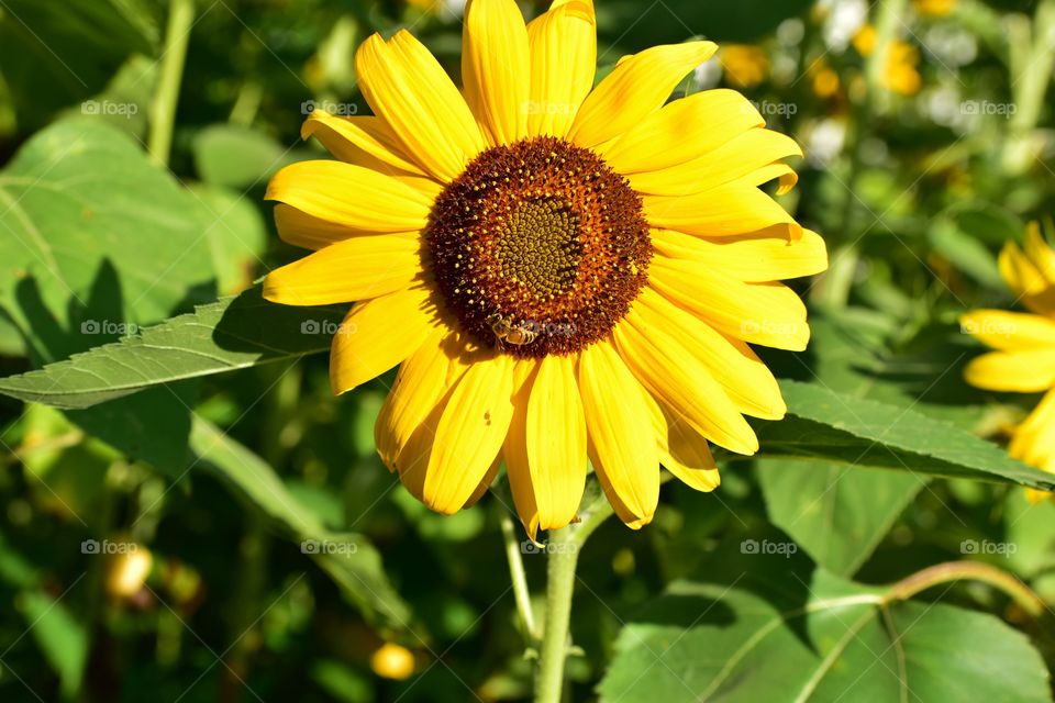 Happy honeybee in field of sunflowers 