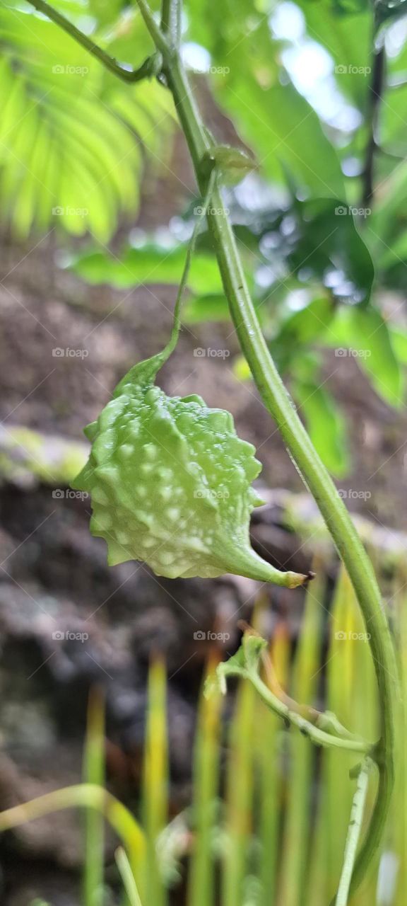 bittergourd