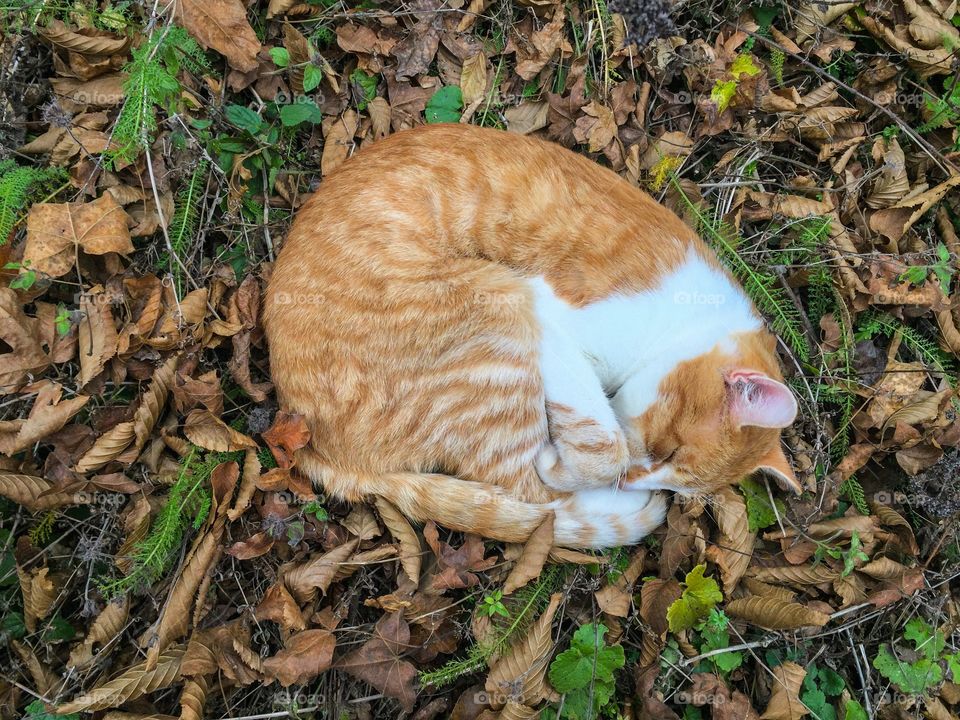 Ginger cat sleeping on autumn brown leaves