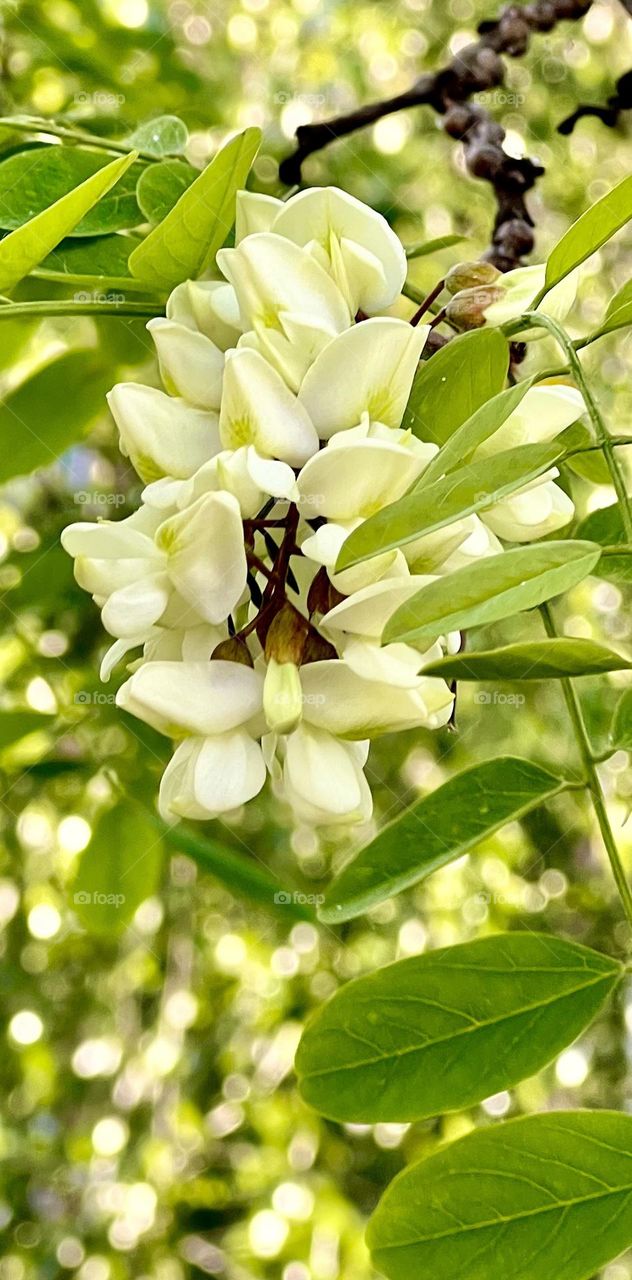 На фотографии изображен цветок акации.