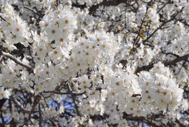 Spring.