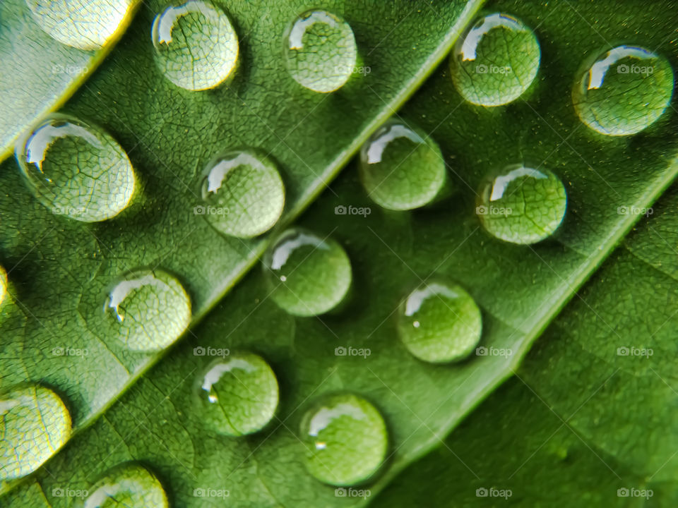 Green leaf with water drops