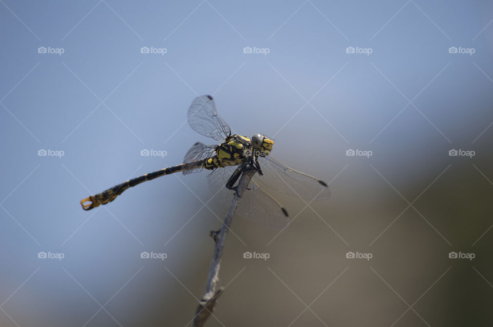 Libélula - Dragonfly