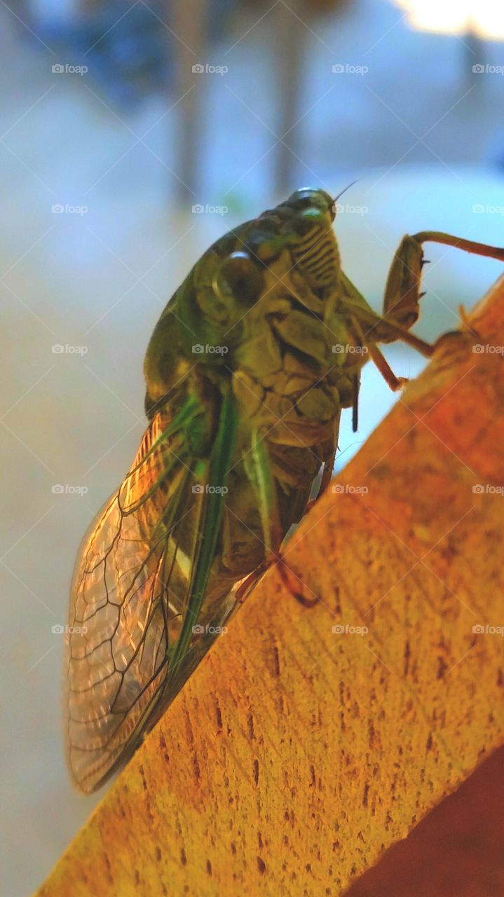 Locust