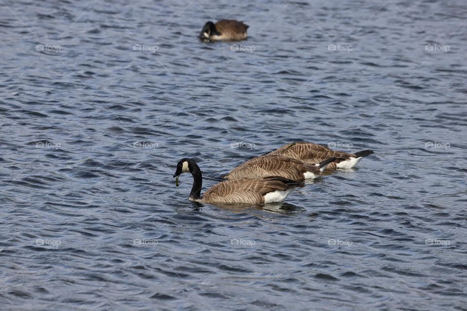 Geese swimming 