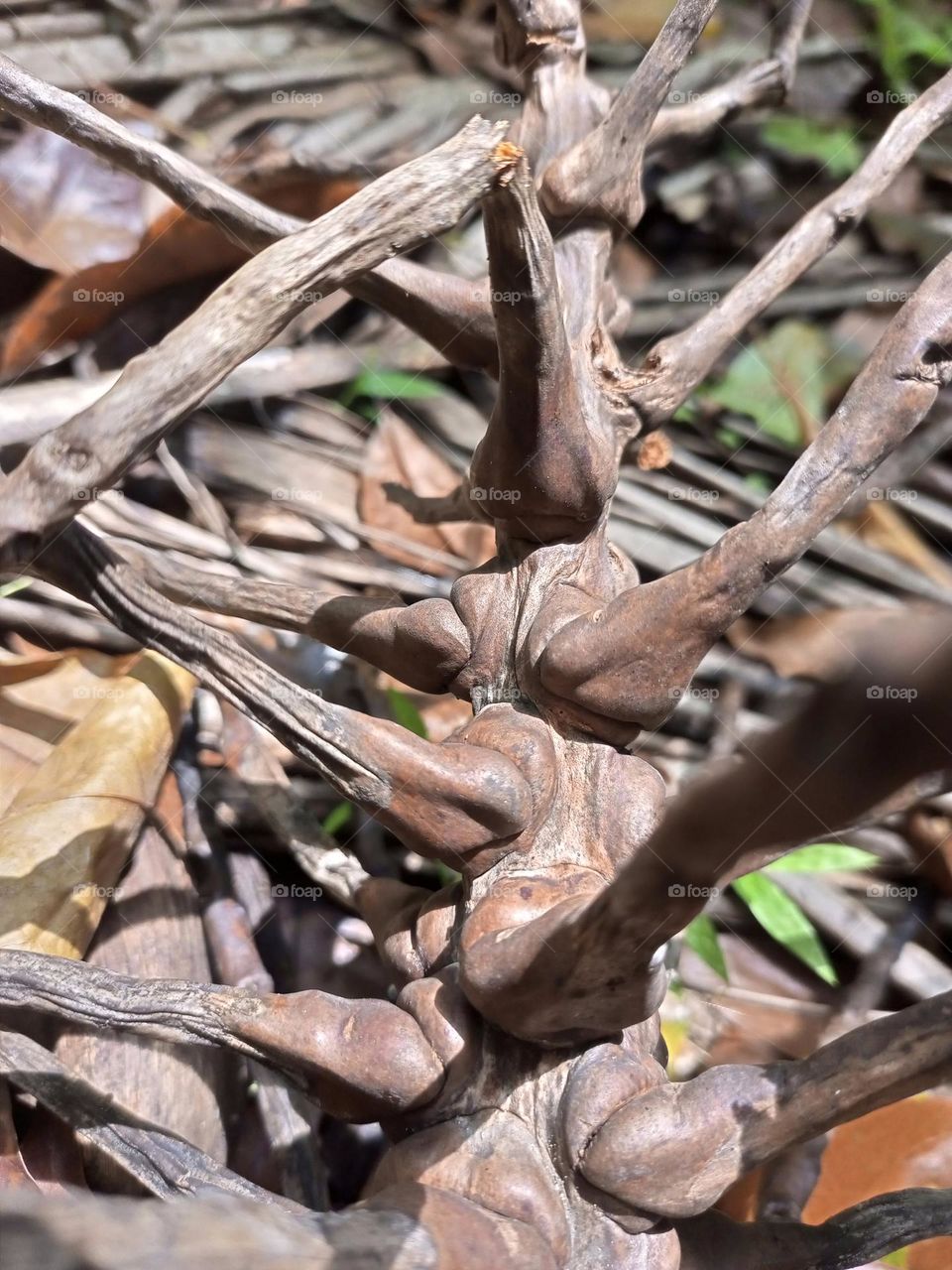 A piece of decayed coconut branch that fell on the ground