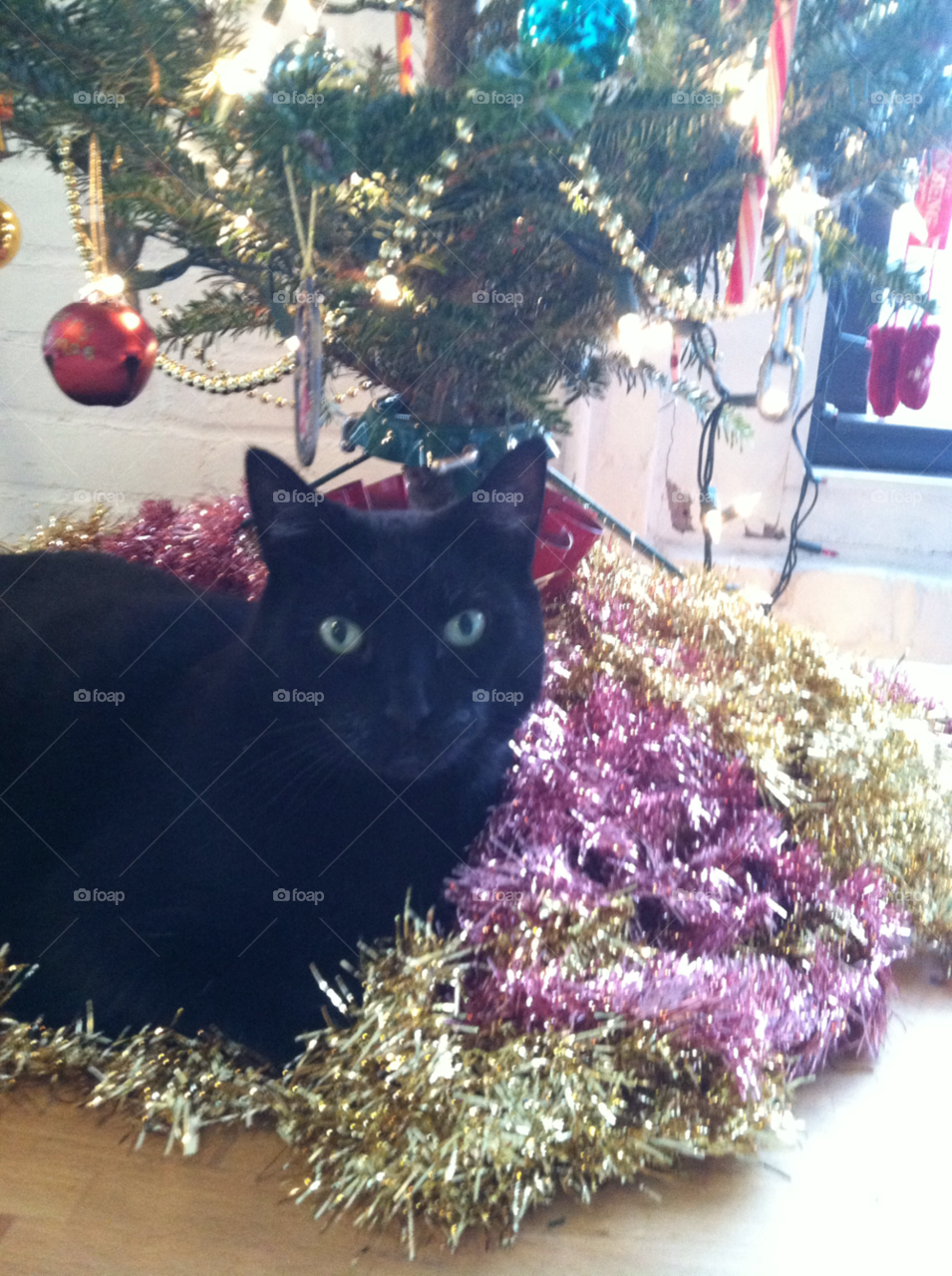 black christmas cat cute by snapd