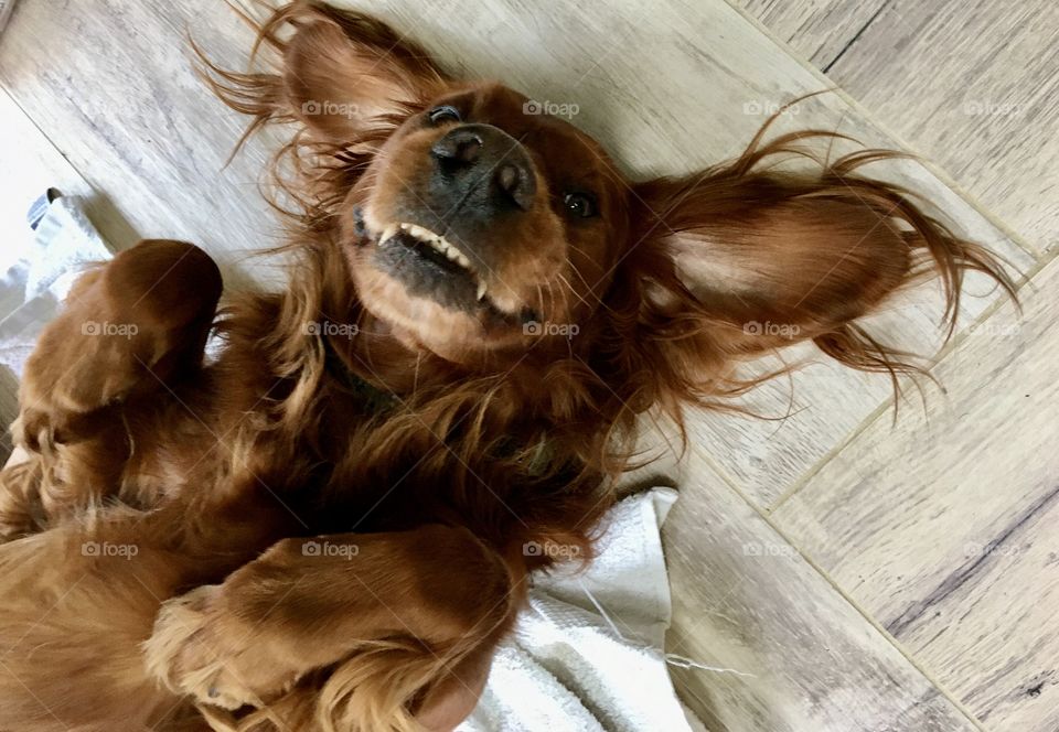 Funny moment with Quinn our red setter who decided to roll over and lie on his back .. he looks mental 🐶😂