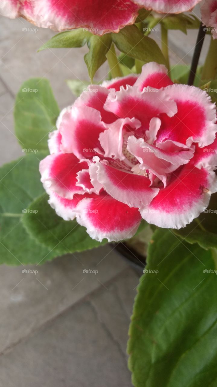 Pink and White flower between leaves
