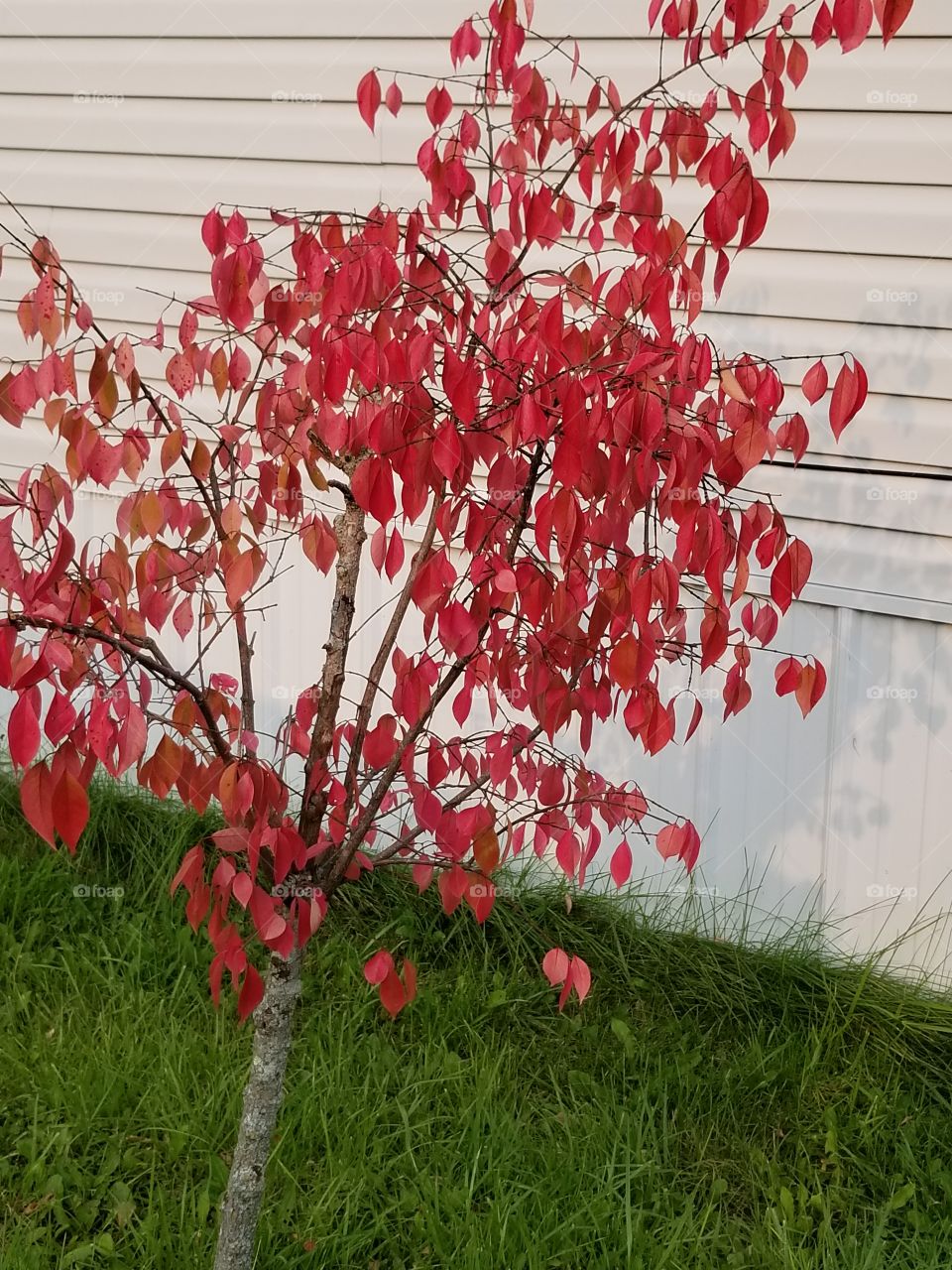beatful  tree in the fall