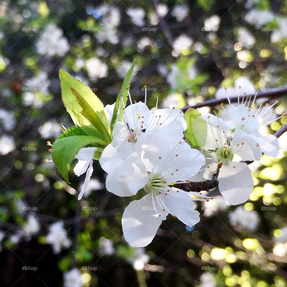 Wild cherry