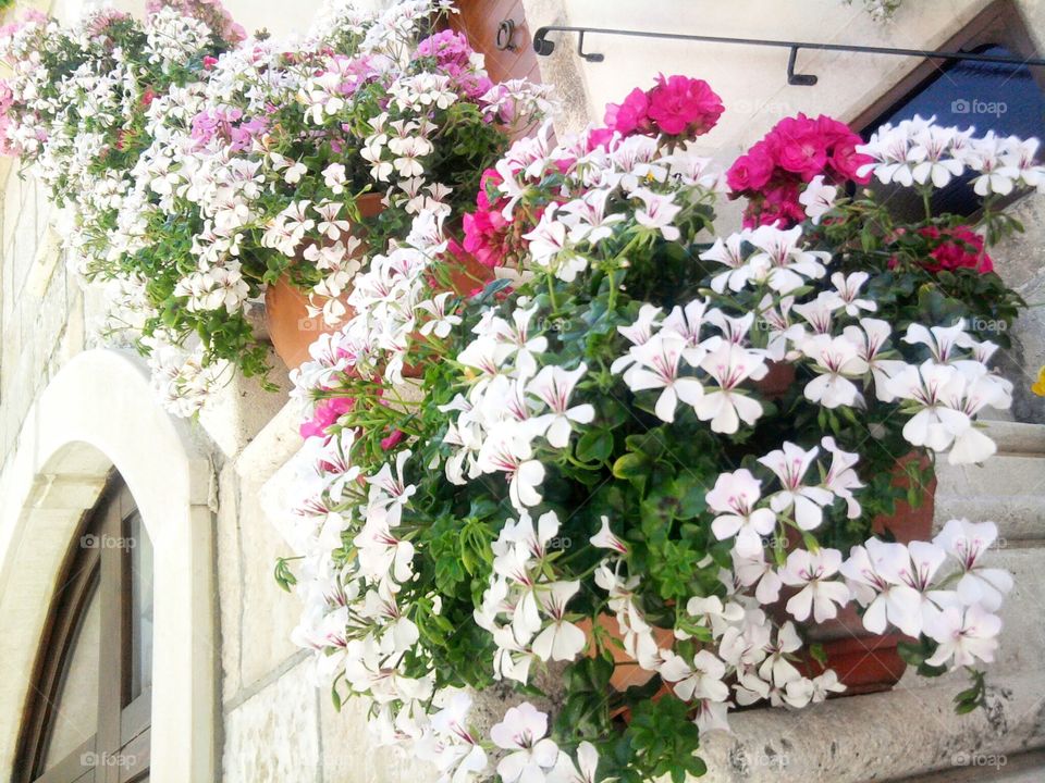 Spring time.Balcony flowers.