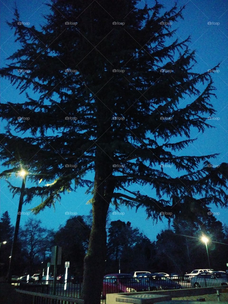 Treed moon
