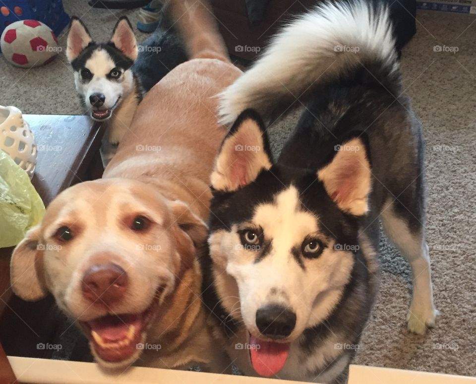 Pack of doggies waiting for treats