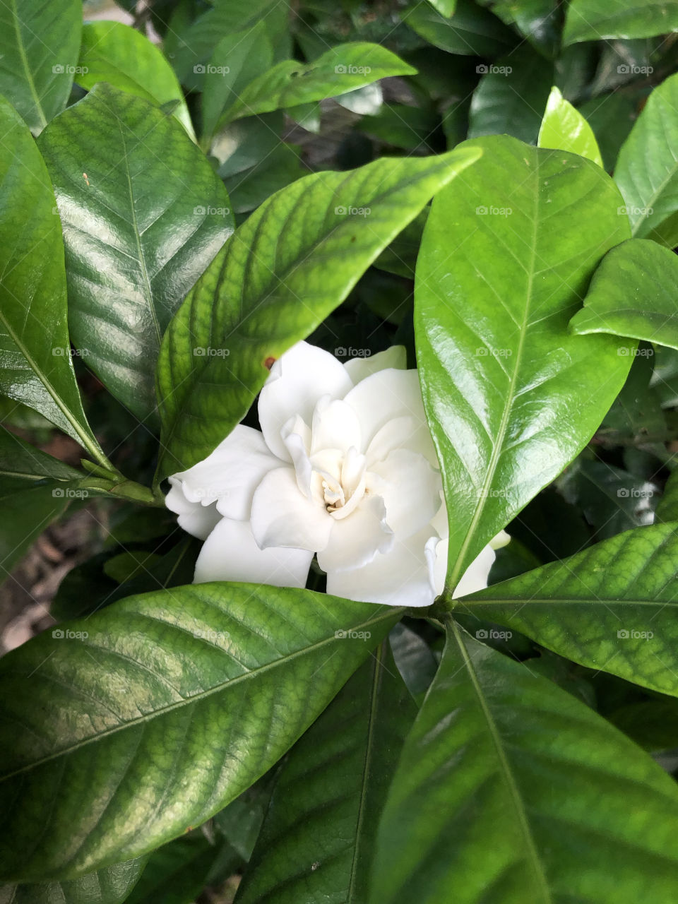 Magnolia