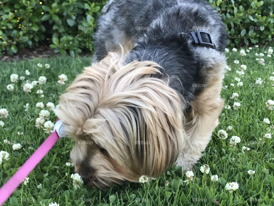Stopped to Smell the Flower
