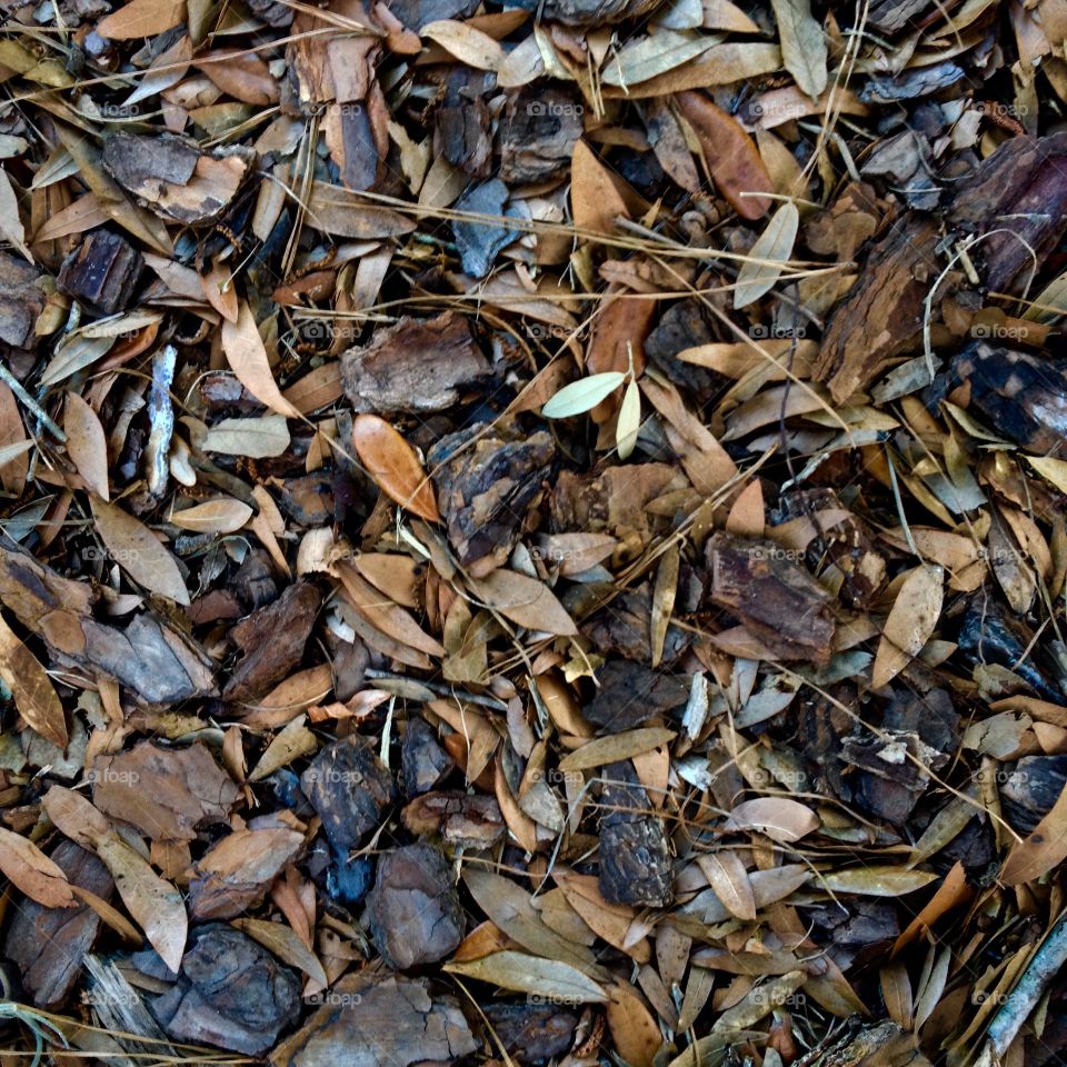 Fallen dead leaves on ground