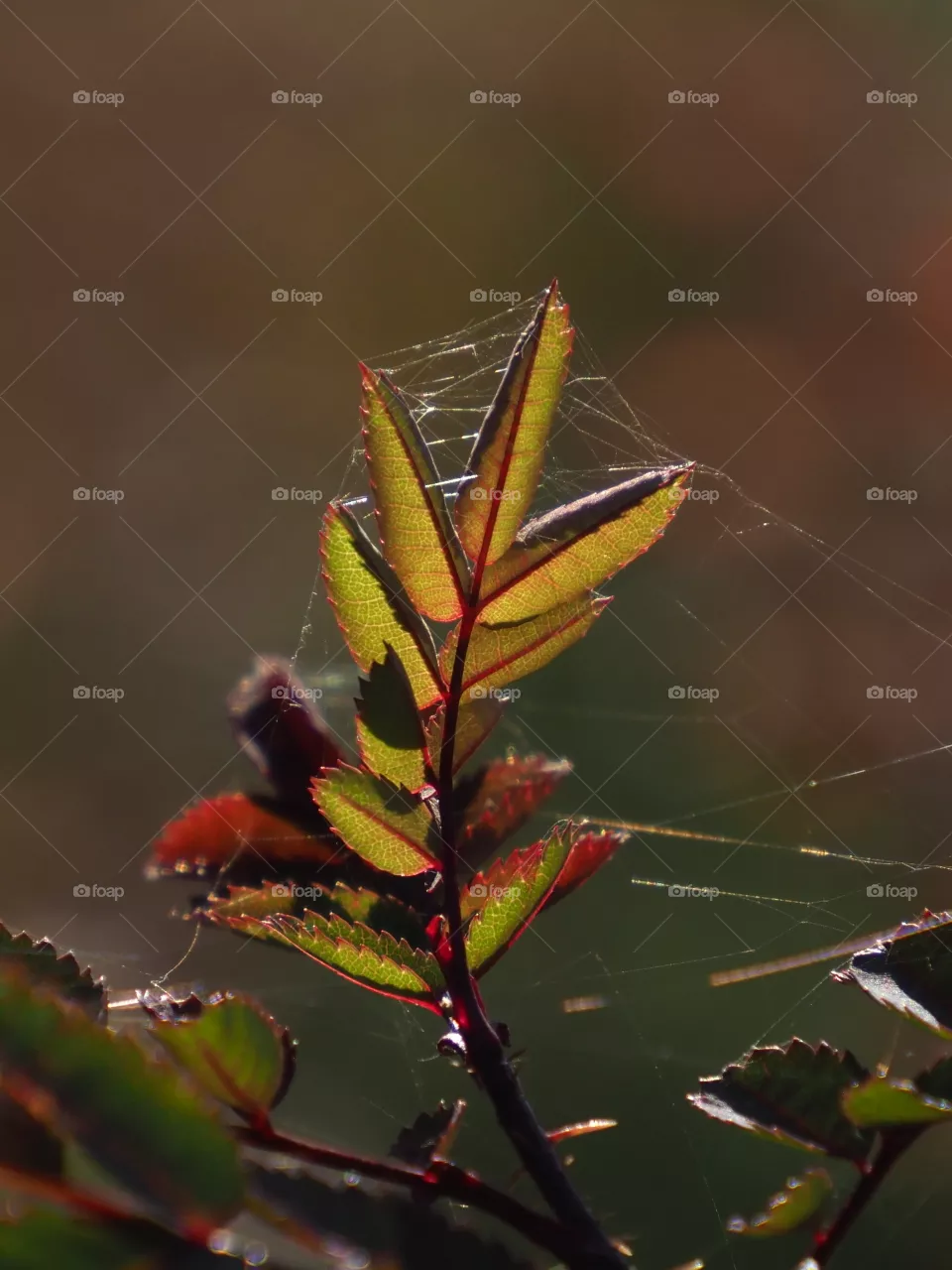 Autumn