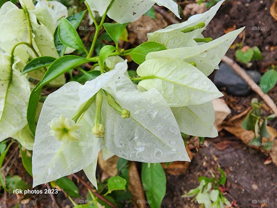 Bougainvillea whites