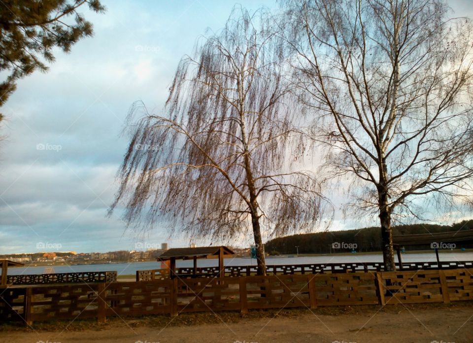 Tree, No Person, Wood, Winter, Landscape