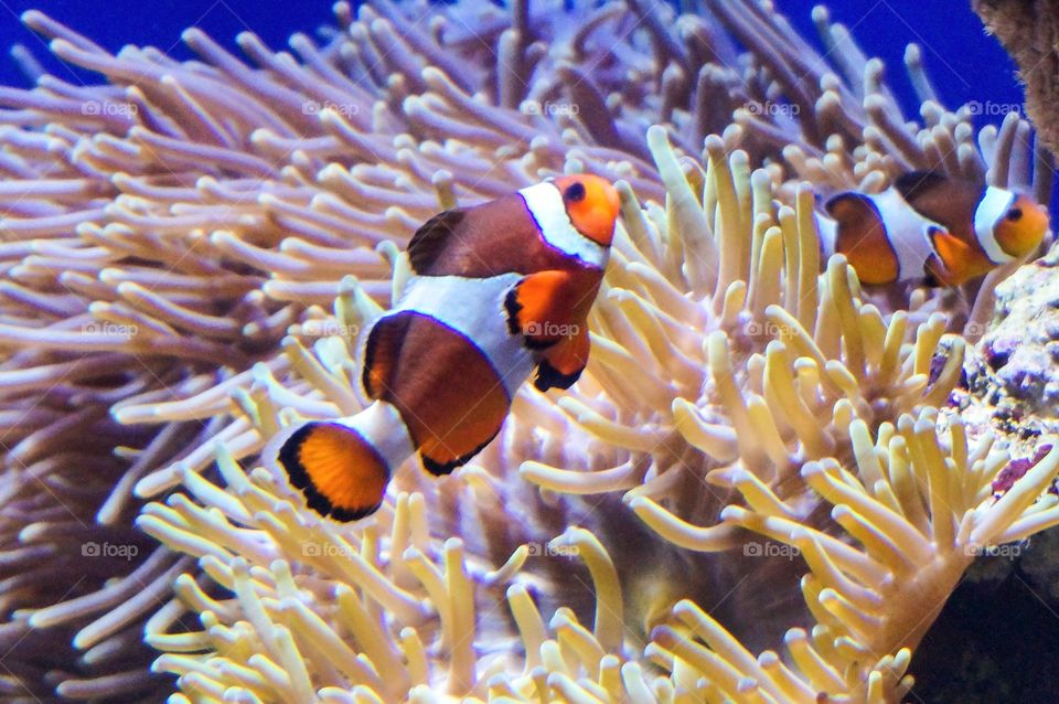 Clown fish with corals