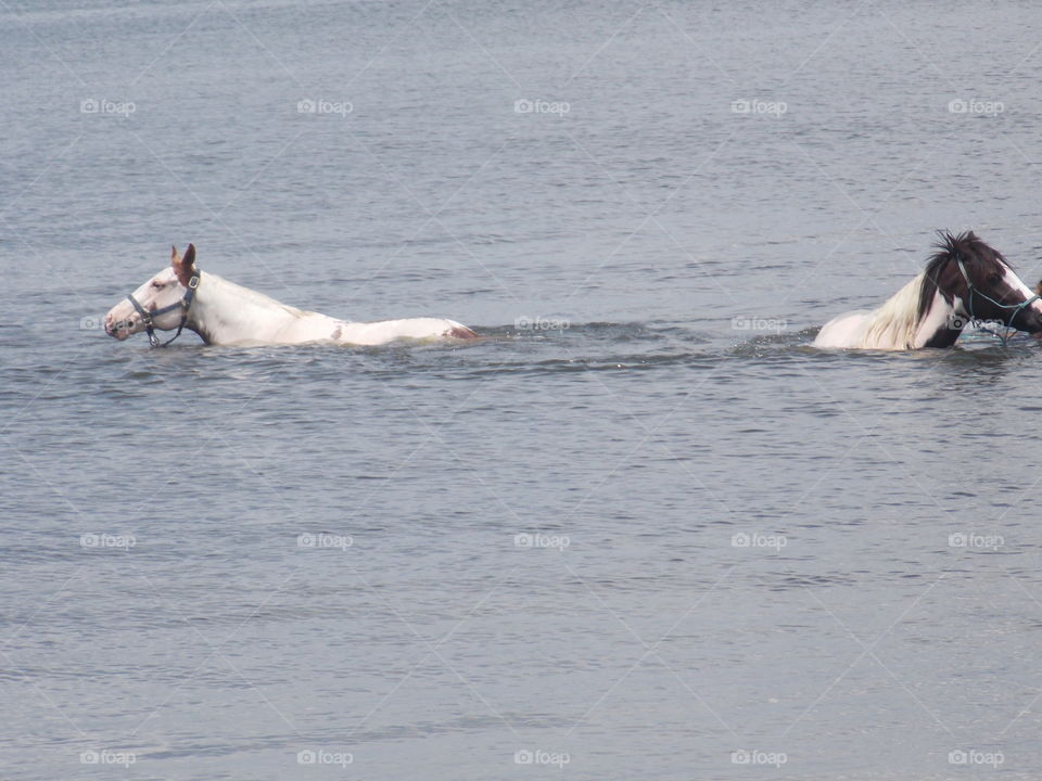 Water, Mammal, Action, Motion, One