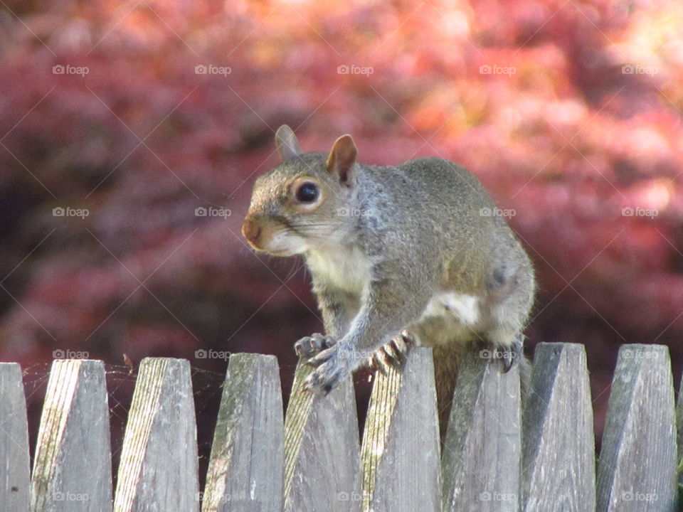 Close-up of squirrel