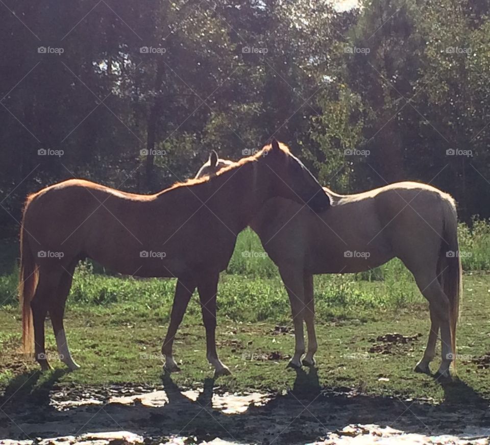 Levi and Wrangler...friendship