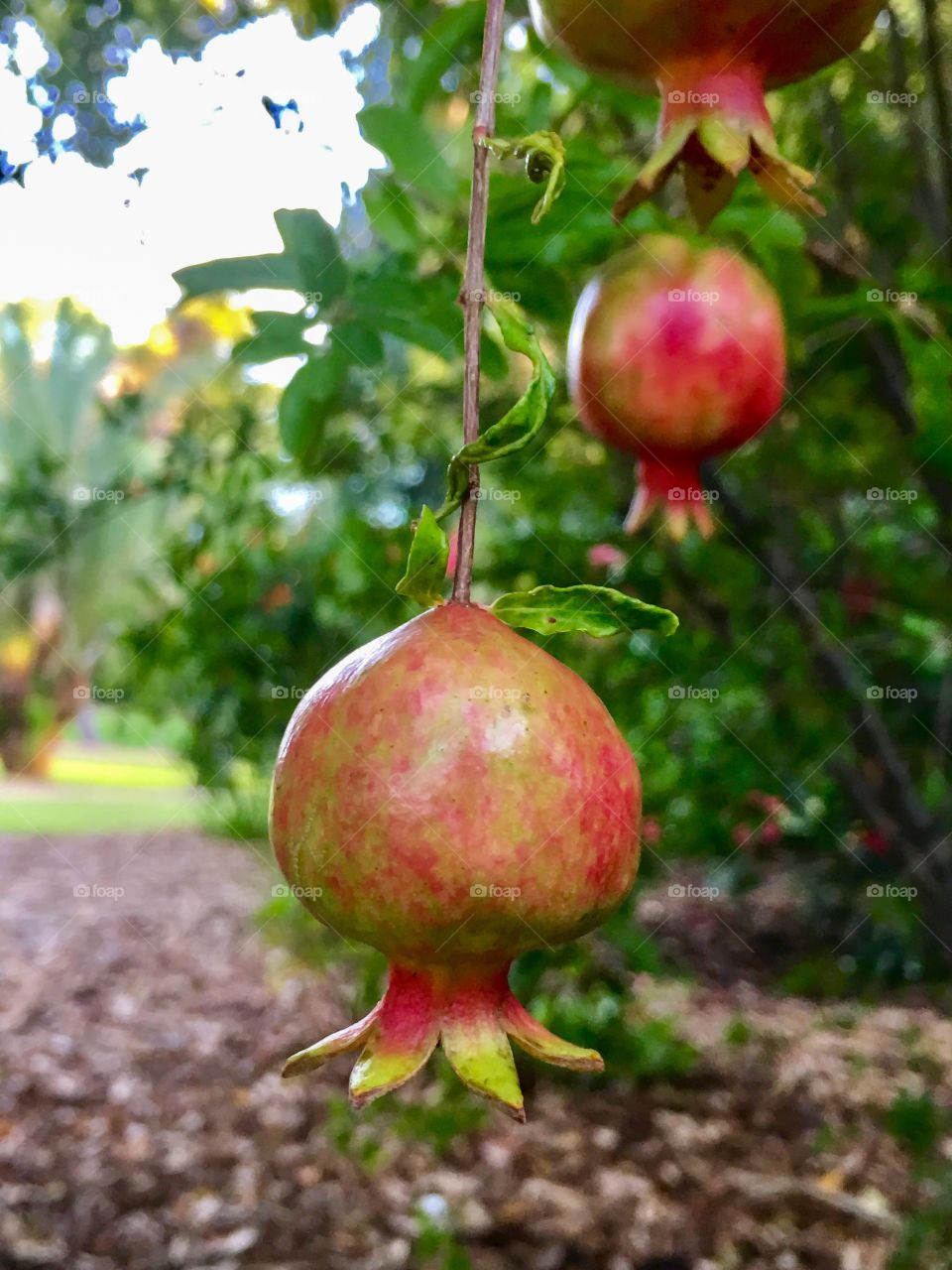 Pomegranates hanging on the tree