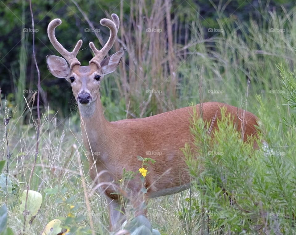 Today
Deer in velvet