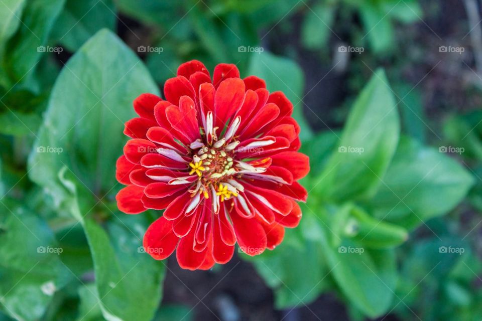 Red Flower