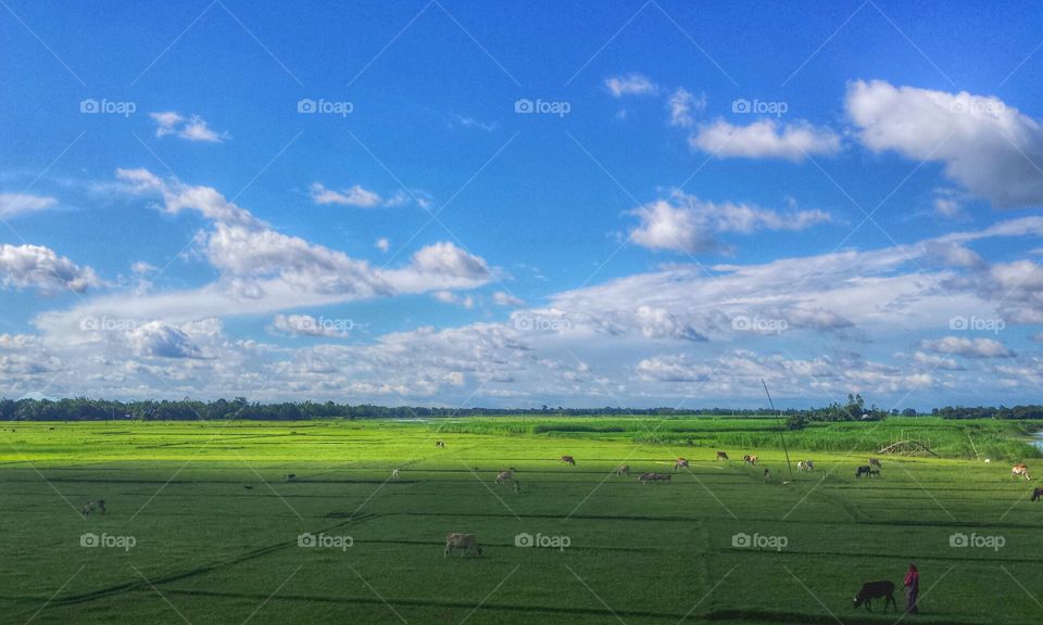 Landscape, Agriculture, No Person, Farm, Sky