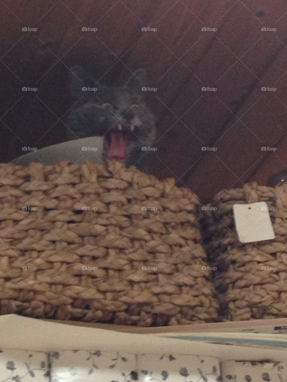 cat funny crazy weird by MissMartaa