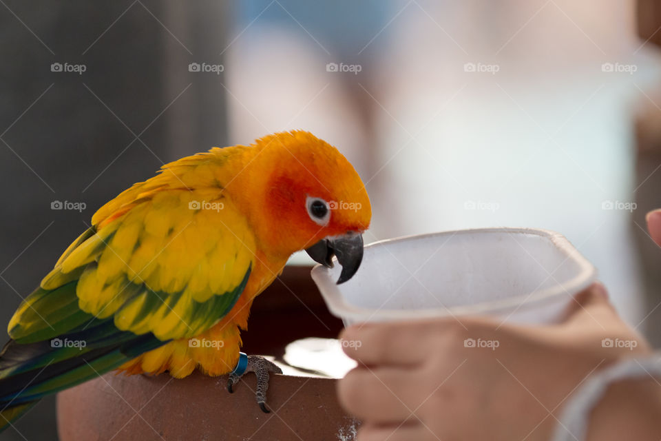 Bird, Parrot, No Person, Wildlife, One