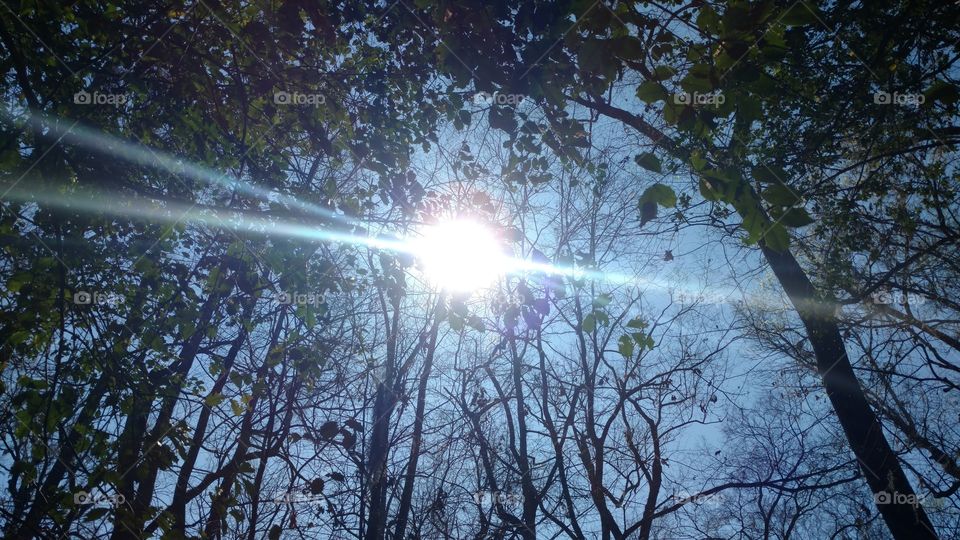 Nature, Tree, Sun, Landscape, Weather