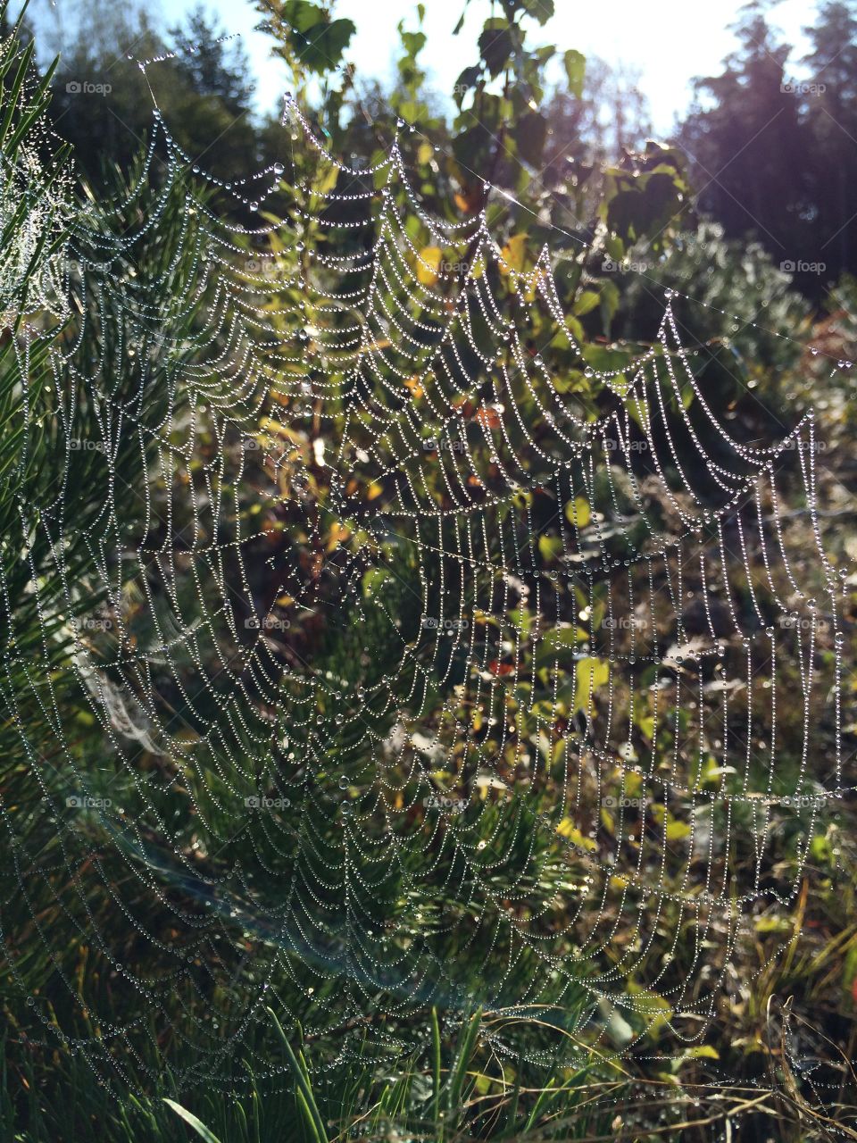 Close-up of spiderweb