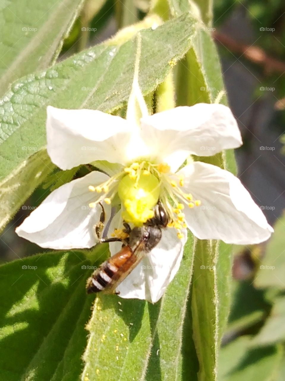 Bee is collecting honey.