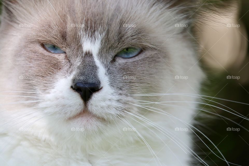 Sleep kitty sleep! Adorable blue eyed sleep ragdoll tabby cat headshot closeup