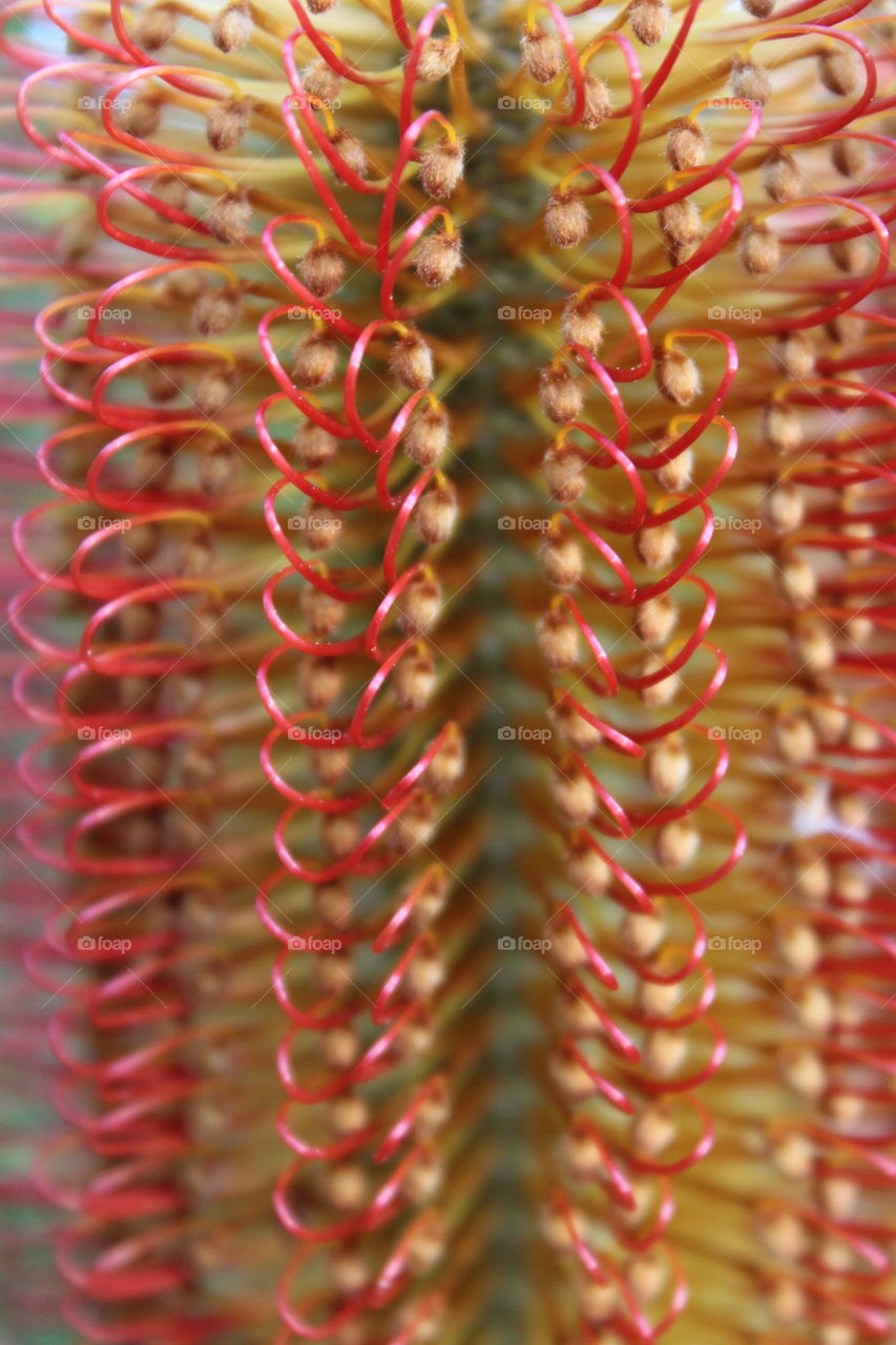 Shapes of nature in the unique flower of a Banksia