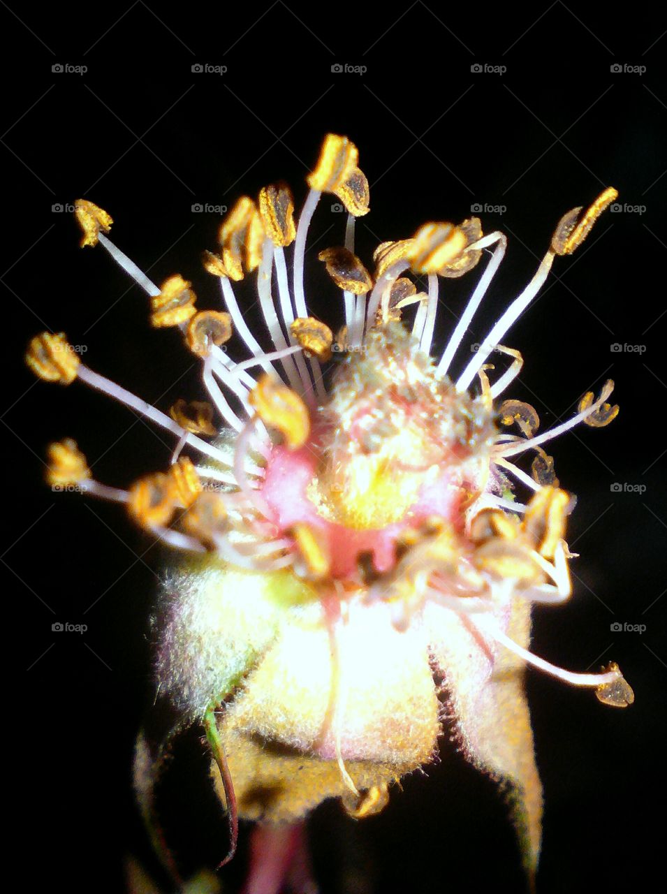 Macro focused anthers, filaments of a rose flower, with black background