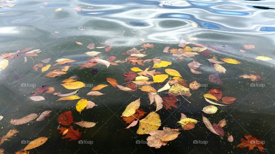 Leaves in the lake