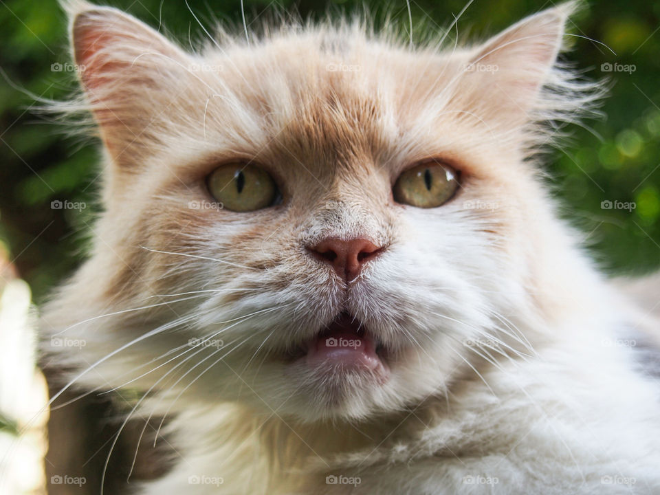 Cat looking at camera