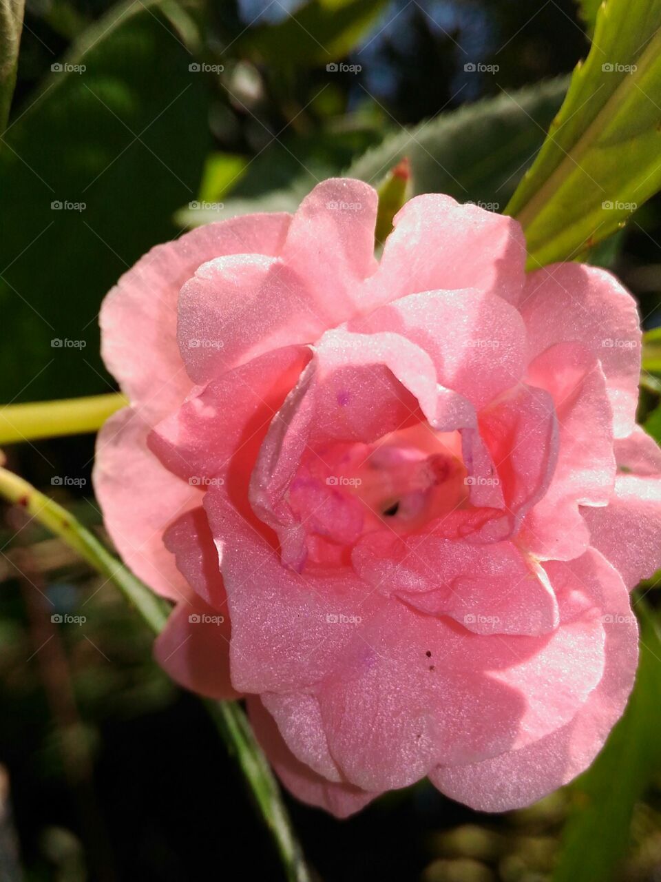 Rose  colour  Chinees  Balsom  in  the  garden