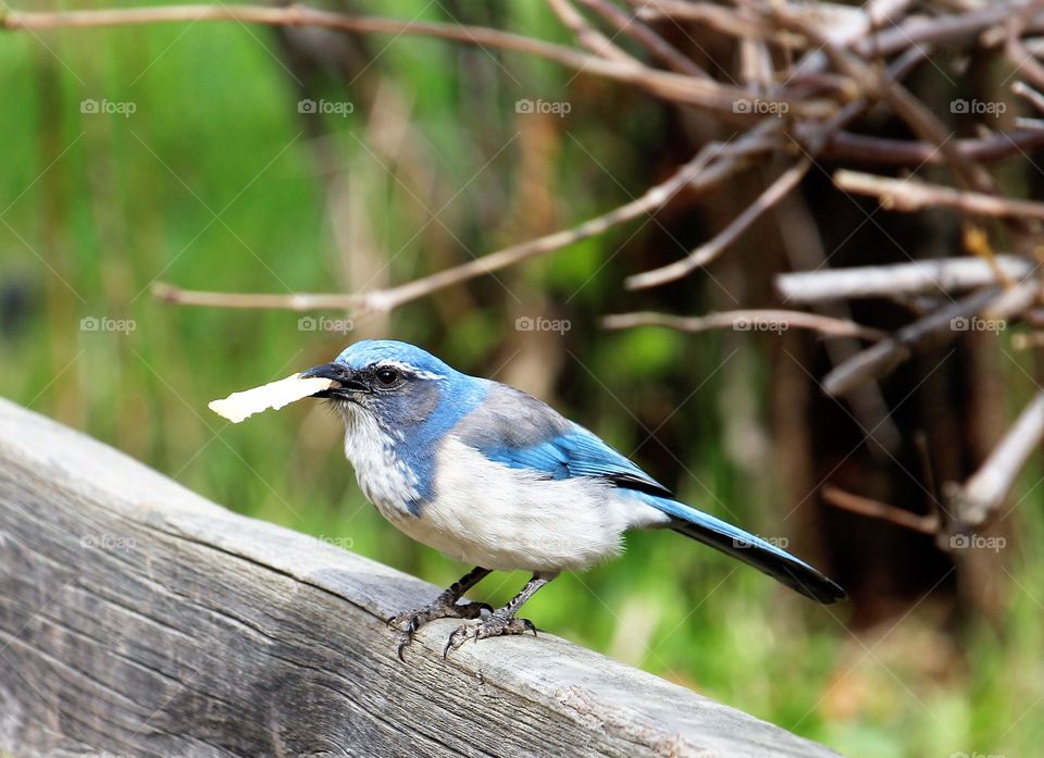 a blue jay on a fence with a cracker in its beak