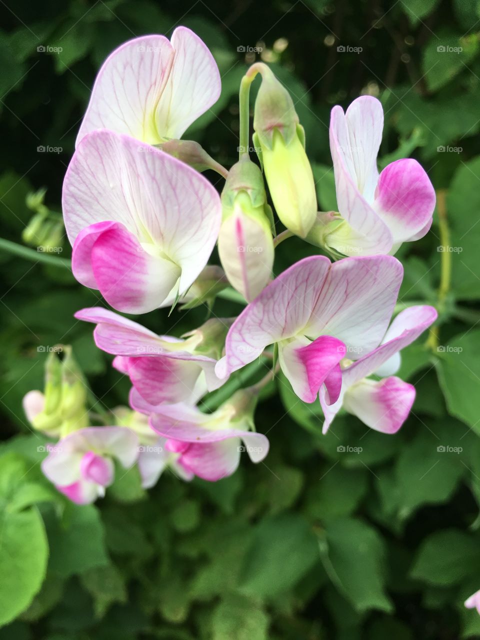 Beautiful flowers