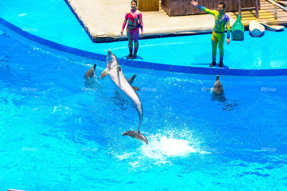 Dolphin