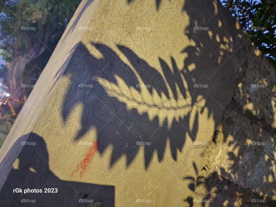 shadow leaf in the shadows